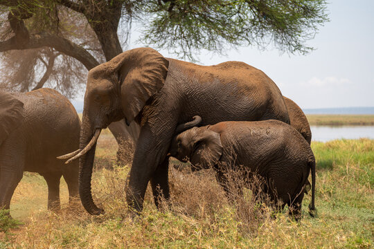 Elephant baby drinking with mom
