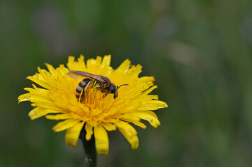 Bee collecting pollen on a yellow dandelion