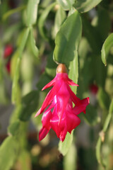 Christmas cactus with beautiful pink flowers. Close-up of Schlumbergera plant in bloom