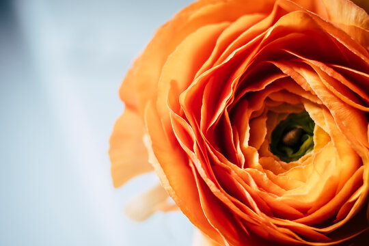 Macro de p&eacute;tales de fleur orang&eacute;e renoncule - Arri&egrave;re plan design abstrait p&eacute;tales de fleur