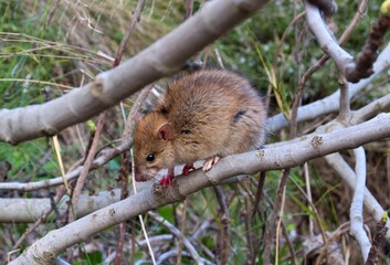 Una rata en la naturaleza.