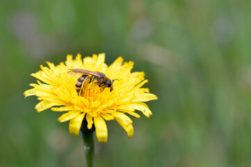 Bee collecting pollen on a yellow dandelion