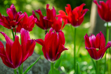 beautiful red, pink tulips in the flowerbed, messengers of spring, sunny day, spring mood