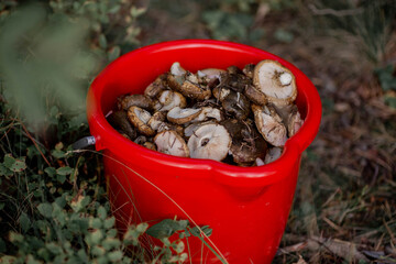 Red bucket full of mushrooms. Picking mushrooms in the forest in autumn. Ugly Milk-cap or Lactarius turpis mushroom in the autumn forest. Top view.