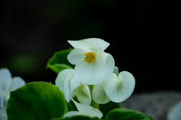 beautiful white flowers in the meadow, floral background of delicate flowers