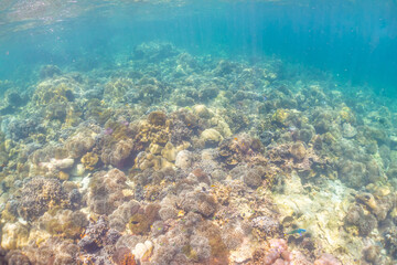 Underwater coral reef on the sea
, background sea the underwater