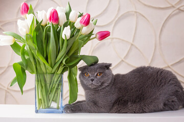 gray british cat with a bouquet of tulips on a light background.