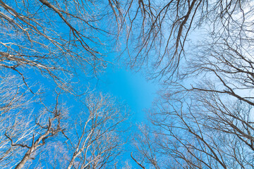 Fototapeta na wymiar Top branches of trees on a background of blue sky