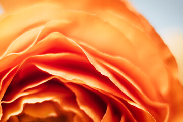 Macro de pétales de fleur orangée renoncule - Arrière plan design abstrait pétales de fleur