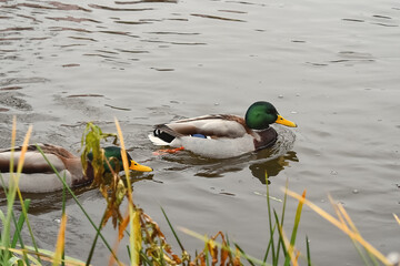 Ducks swimming in a pond. Ducks in their natural habitat. Selective focus and noise