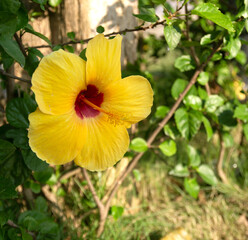 Beautiful of hibiscus in flower garden