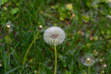 dandelion, beautiful white flowers in the meadow, floral background of delicate flowers