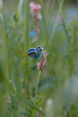 Common blue butterfly on a pink flower closed wings