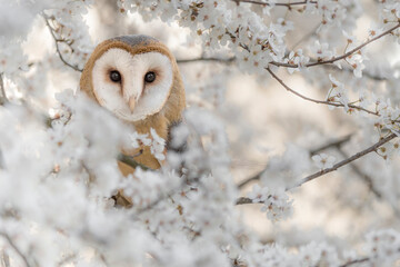 Face to face with the charming Barn owl (Tyto alba)