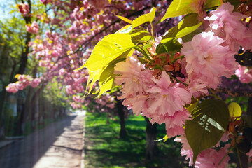 Blooming sakura close-up on a sunny day on a city street
