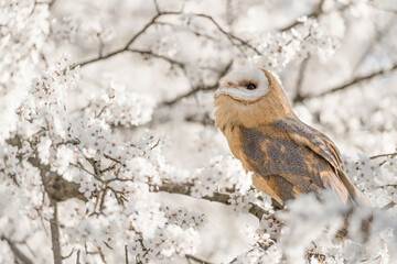 Fototapeta na wymiar Barn owl perched on blackthorn (Tyto alba)