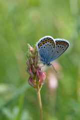 Common blue butterfly on a pink flower closed wings