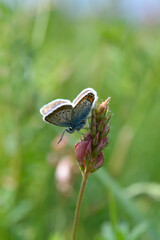 Common blue butterfly on a pink flower closed wings