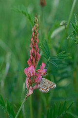 Common blue butterfly on a pink flower closed wings