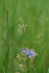Common Blue small butterfly close up in nature