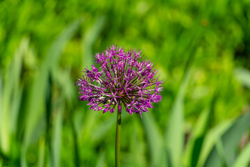 decorative onion, beautiful violet, purple spring flowers in the meadow, floral background of delicate flowers