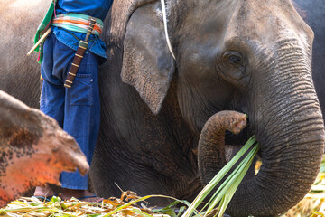 An elephant mahout stands beside the elephant's head.
