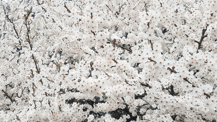 Beautiful white cherry blossoms