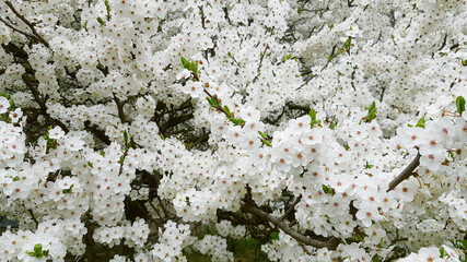 Beautiful Cherry Blossom Tree