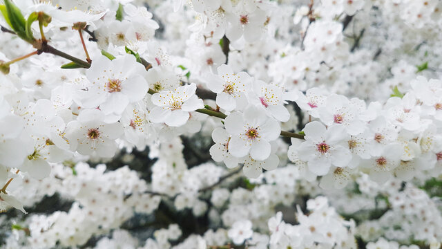 Beautiful white cherry blossoms closeup