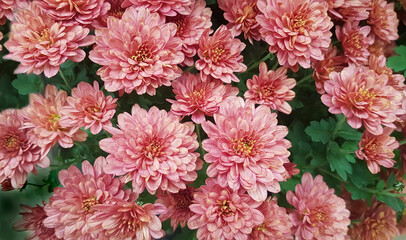 Pink chrysanthemum flowers background