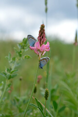 Two common blue butterfly on a pink flower closed wings