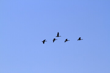 Canadian Geese in flight with a blue sky at sunset north of Hutchinson Kansas USA.