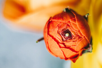 Close up sur un bouton de fleur renoncule orange