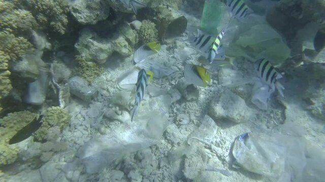 Camera Moving Backwards, Revealing The Panorama Of The Massive Pollution Of The Seabed And The Beautiful Coral Reef, With Colorful Tropical Fish Swimming Around. Plastic Pollution Of The Ocean
