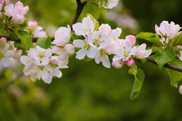 Spring Nature background with Flowers Apple tree