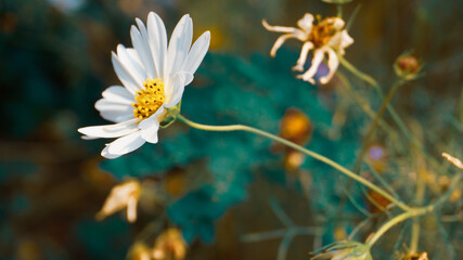 photo of artistic cosmos flowers in the garden