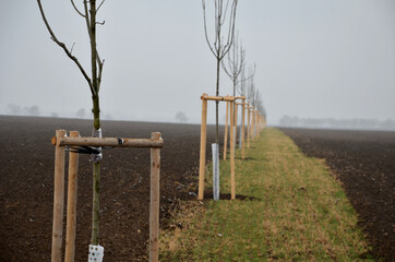 planting of a new windbreak in field, bio corridor, alley of ash trees. fixed to the poles and...