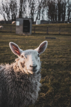 Sheep In Farm In Outer London