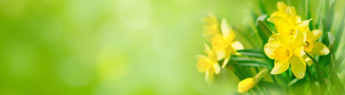 Spring Nature background with Daffodil Flowers