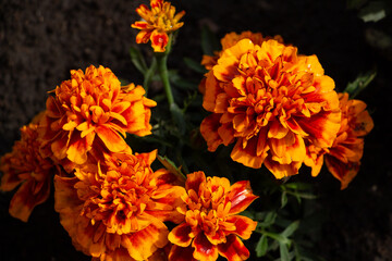 marigold, beautiful orange, yellow flowers in the meadow, floral background of delicate flowers