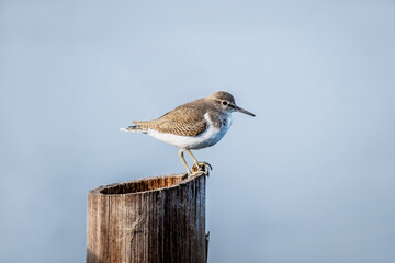 Common sandpiper (Actitis hypoleucos) Standing on a wooden - obrazy, fototapety, plakaty