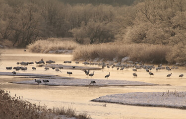 音羽橋から見たタンチョウのねぐら求愛ダンスと飛び立つタンチョウ