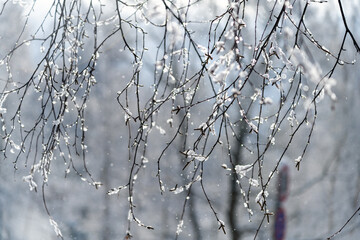 Fresh snow on trees in cold spring morning.