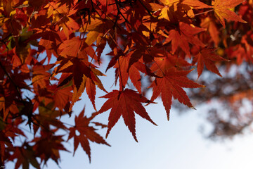 紅葉