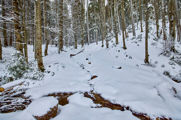 frosty winter landscape in snowy pine forest.