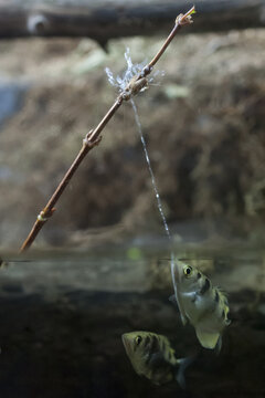 Vertical shot of an archer fish shooting water and attacking an insect