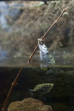 Vertical shot of an archer fish attacking an insect