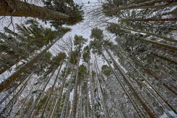 frosty winter landscape in snowy pine forest.