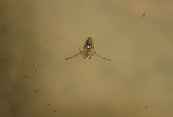 Notonecta glauca. Close-up of an aquatic insect in the water in the water.