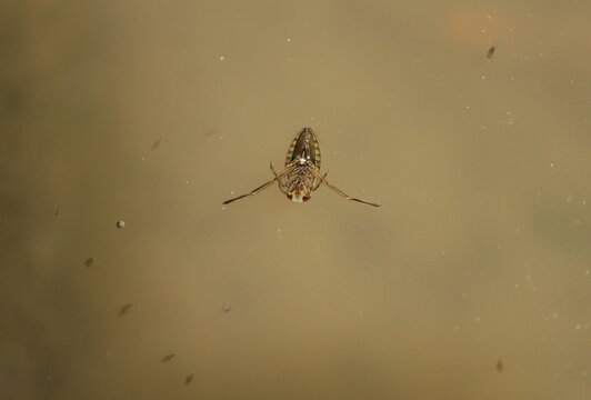 Notonecta glauca. Close-up of an aquatic insect in the water in the water.
